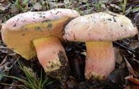 Boletus pulchrotinctus