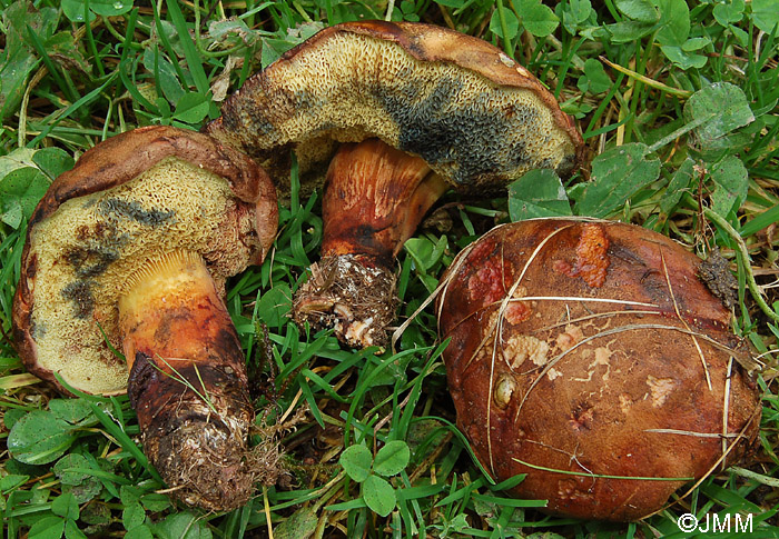 Boletus pulverulentus