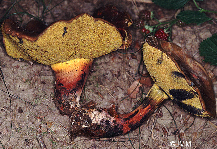 Boletus pulverulentus