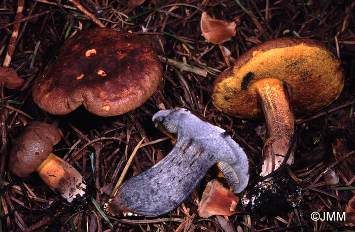 Boletus pulverulentus