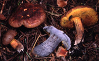 Boletus pulverulentus