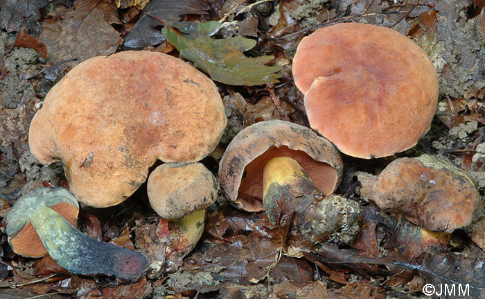 Boletus queletii