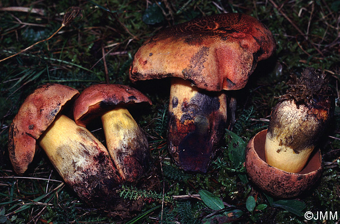 Boletus queletii