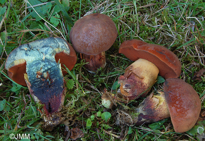 Boletus queletii