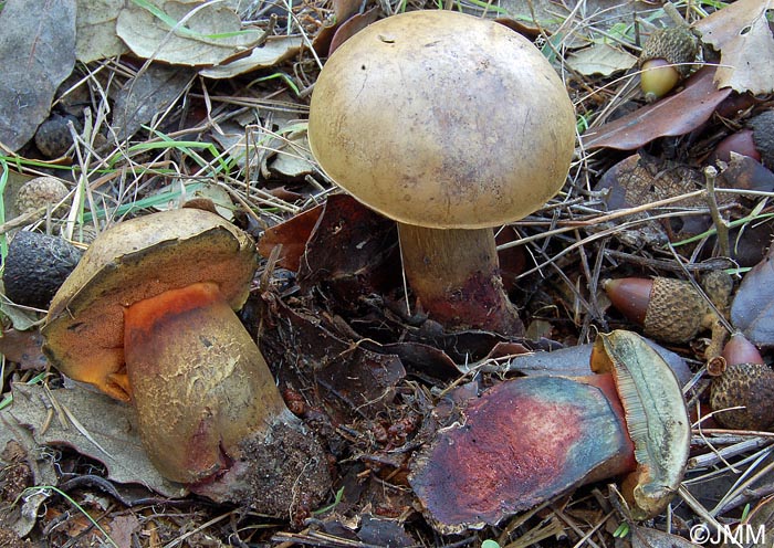 Boletus queletii var. discolor 