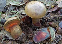 Boletus queletii var. discolor