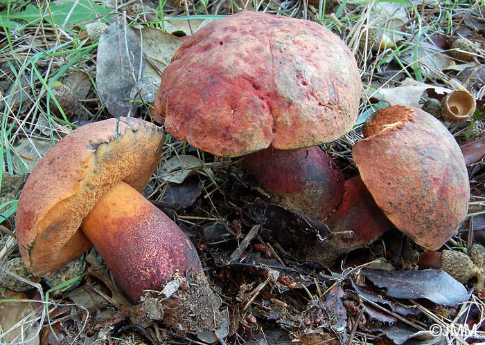 Boletus queletii var. rubicundus