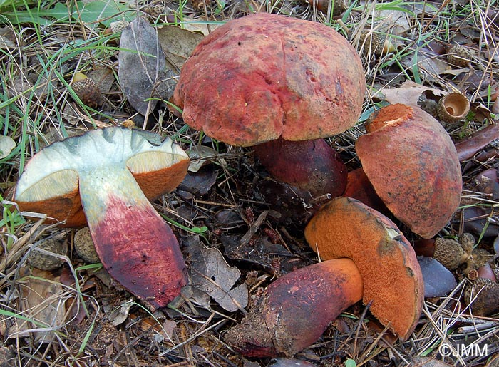 Boletus queletii var. rubicundus