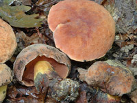 Boletus queletii