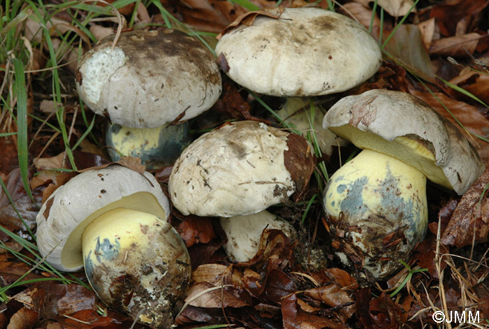 Boletus radicans 