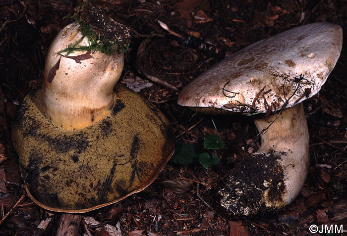 Boletus radicans 