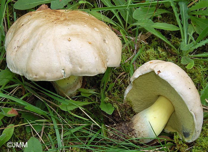 Boletus radicans