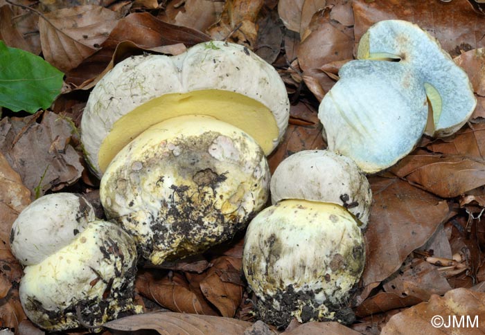 Boletus radicans