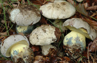 Boletus radicans