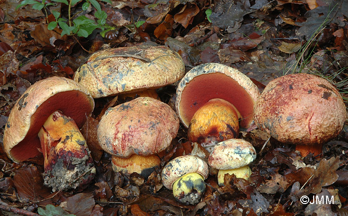 Boletus rhodopurpureus