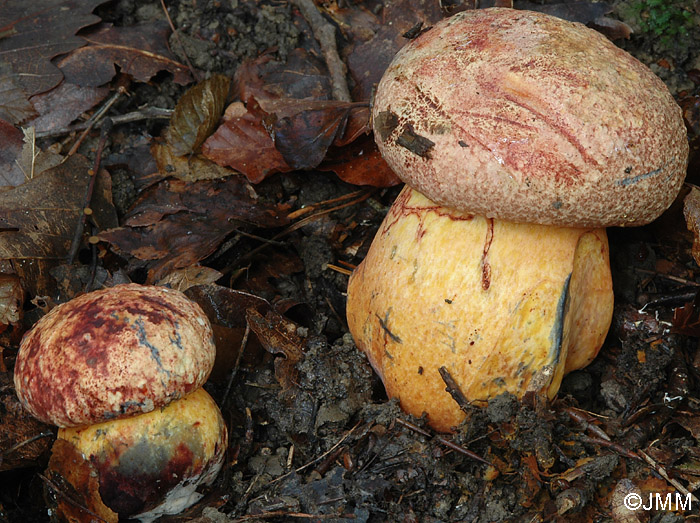 Boletus rhodopurpureus