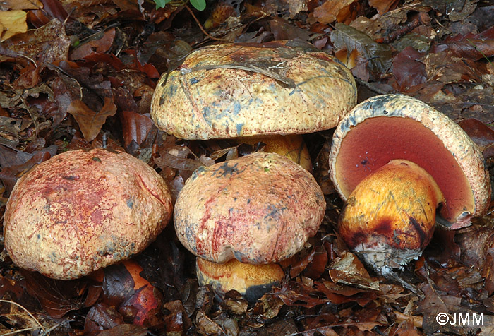 Boletus rhodopurpureus