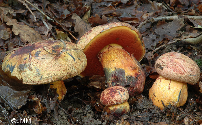 Boletus rhodopurpureus