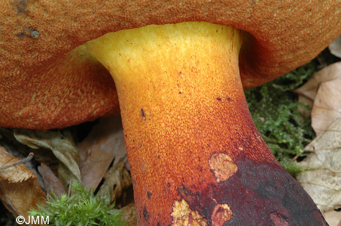 Boletus rhodopurpureus