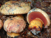 Boletus rhodopurpureus