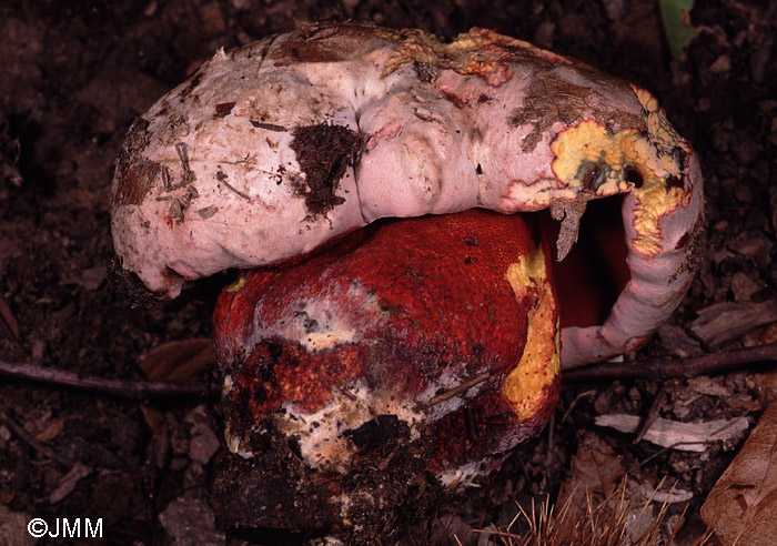 Boletus rhodoxanthus