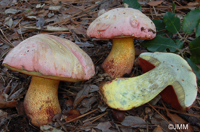 Boletus rhodoxanthus