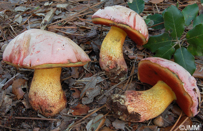 Boletus rhodoxanthus