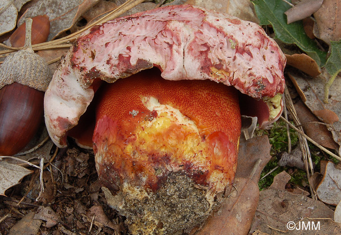 Boletus rhodoxanthus