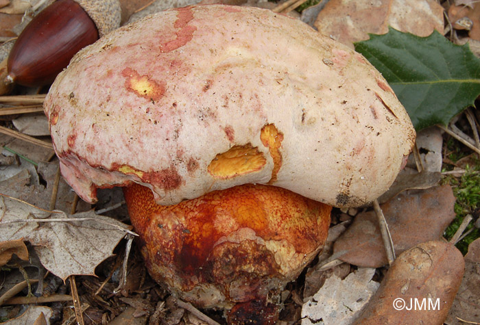 Boletus rhodoxanthus