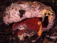 Boletus rhodoxanthus