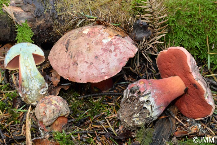 Boletus rubrosanguineus