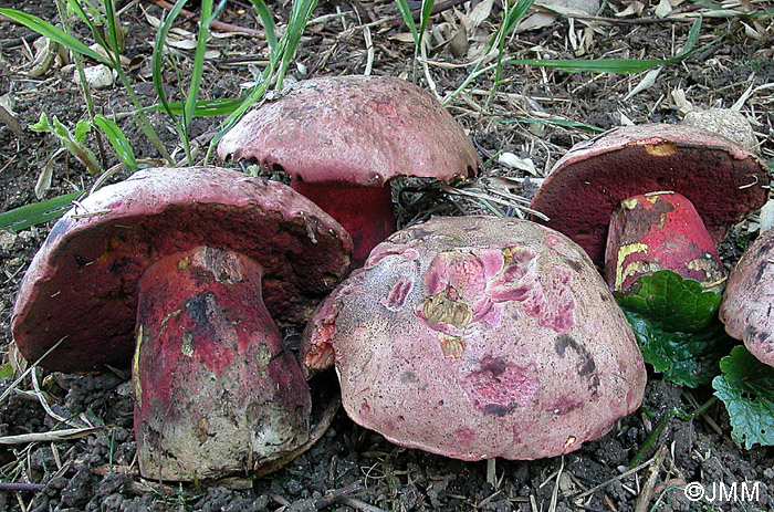 Boletus rubrosanguineus