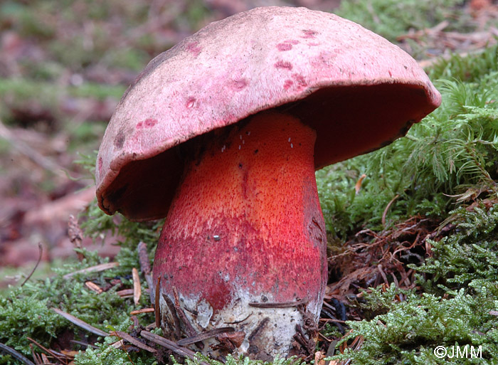 Boletus rubrosanguineus