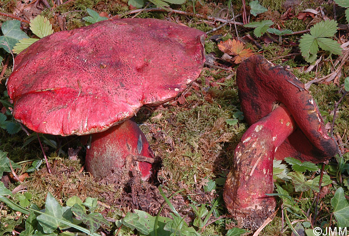 Boletus rubrosanguineus