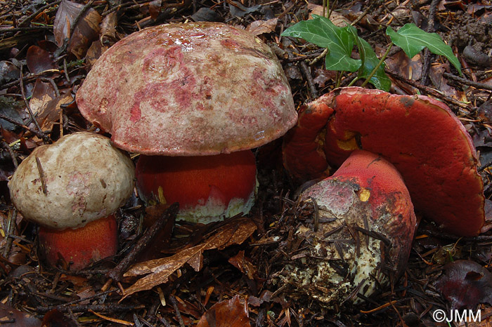 Boletus rubrosanguineus