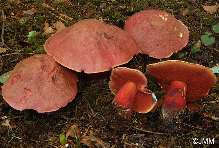 Boletus rubrosanguineus