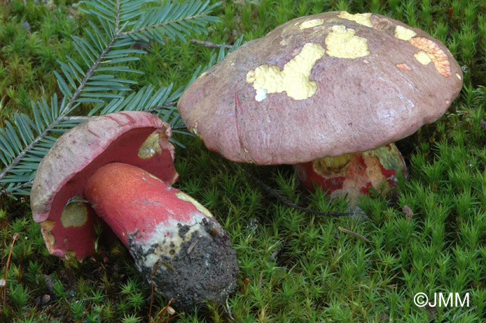 Boletus rubrosanguineus