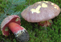 Boletus rubrosanguineus