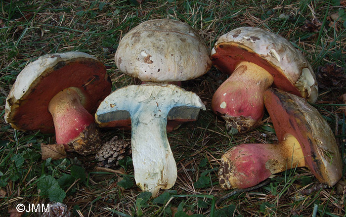 Boletus satanas