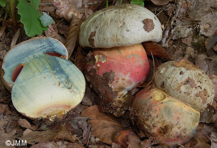 Boletus satanas