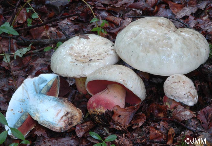 Boletus satanas