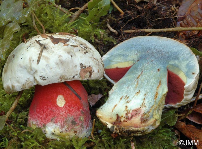 Boletus satanas