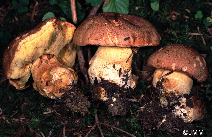 Boletus subappendiculatus