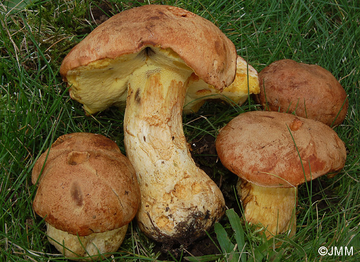 Boletus subappendiculatus