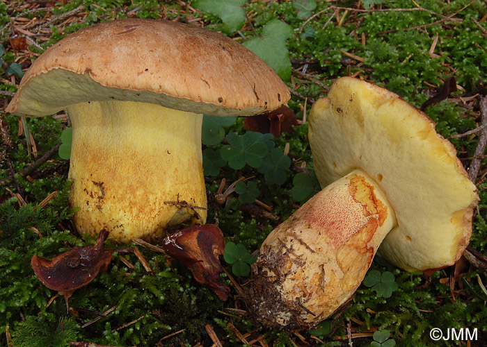 Boletus subappendiculatus