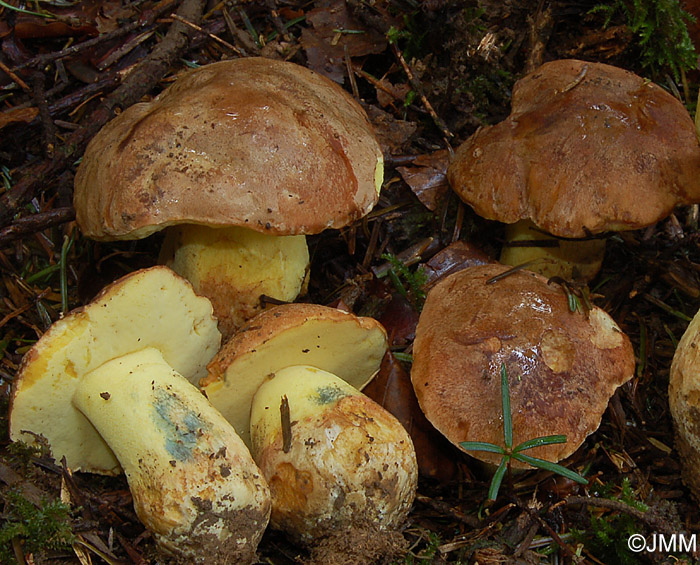 Boletus subappendiculatus