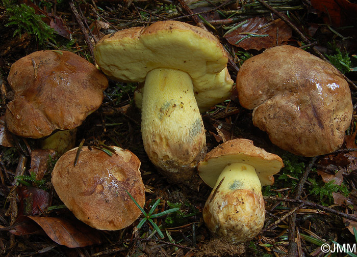 Boletus subappendiculatus