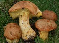 Boletus subappendiculatus