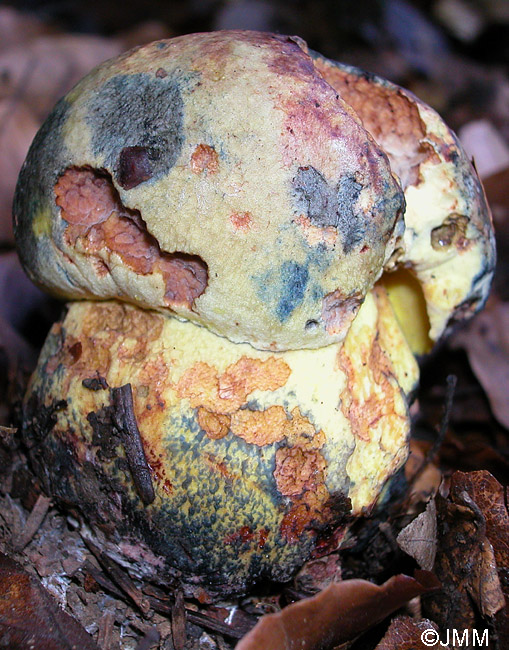 Boletus torosus