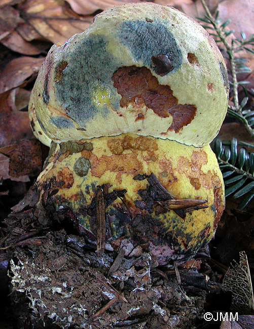 Boletus torosus